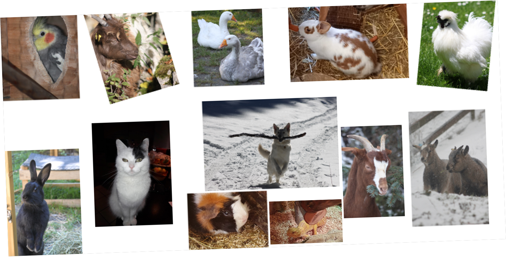 animaux partenaires new